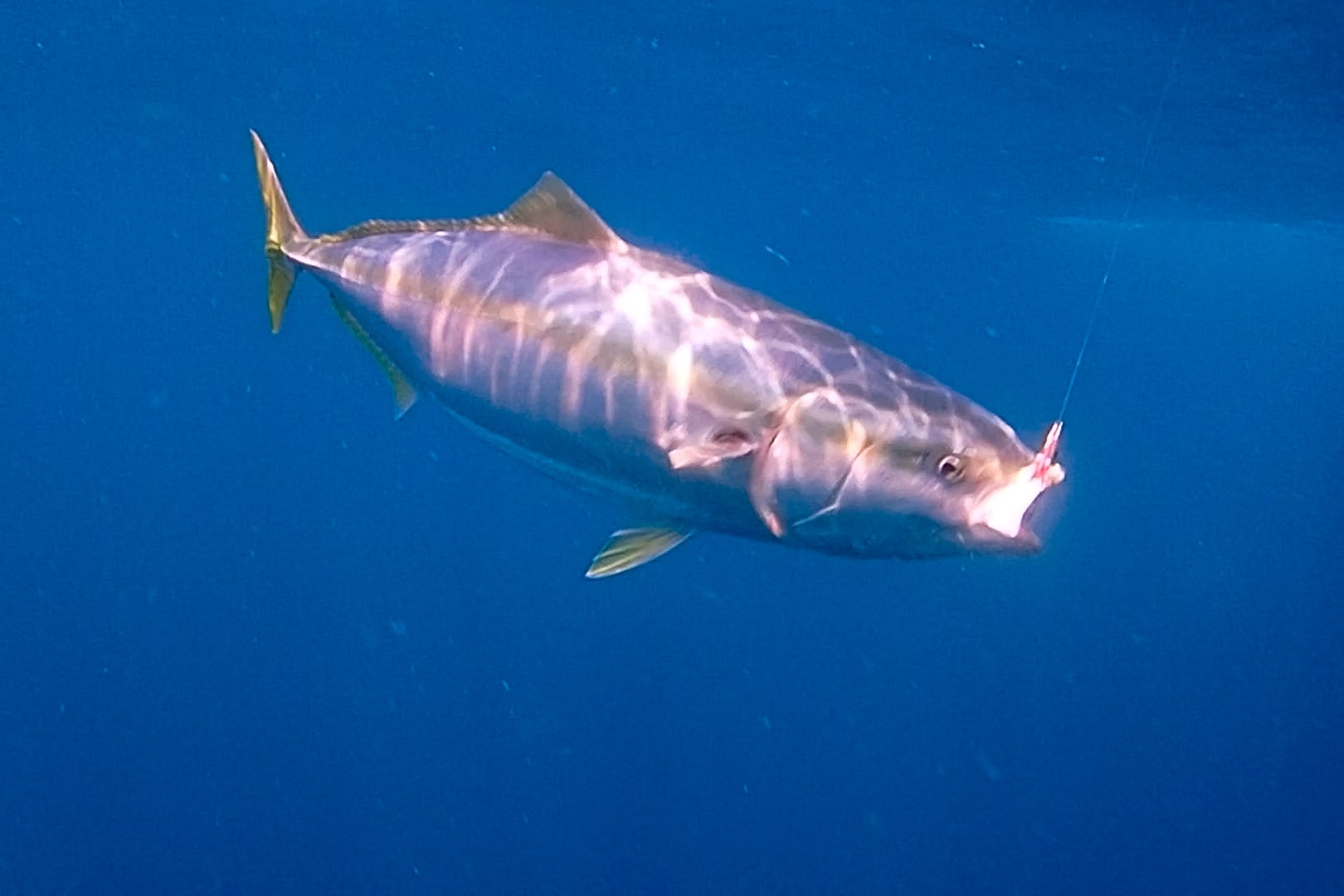 釣魚